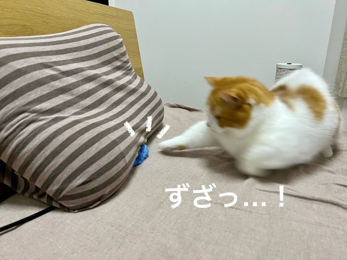 おもちゃにじゃれるるるちゃん1