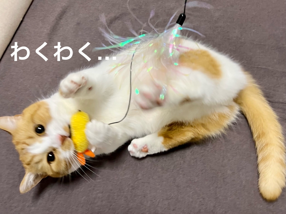 おもちゃにじゃれるるるちゃん6