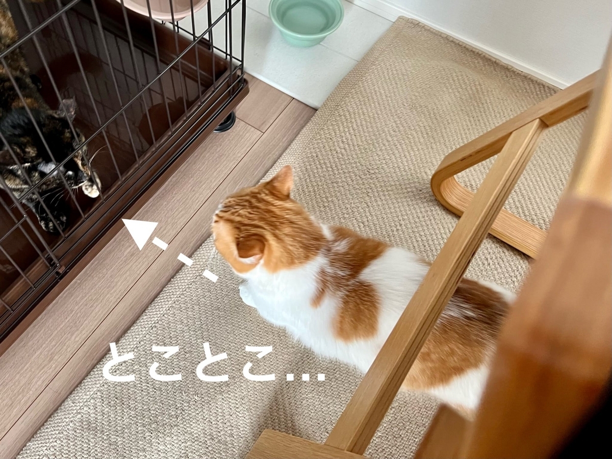 新入り猫さんのケージに近づくるるちゃん