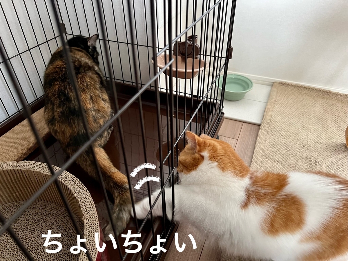 お食事中の新入り猫さんにちょっかいを出するるちゃん