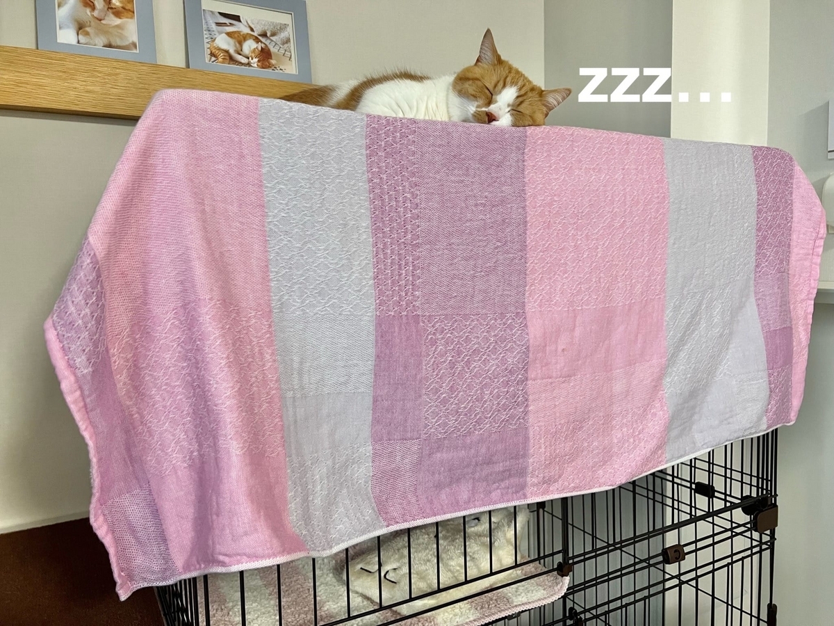 新入り猫さんのケージの上でまったりするるるちゃん