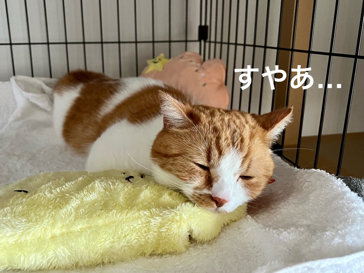 ケージでお昼寝中のるるちゃん