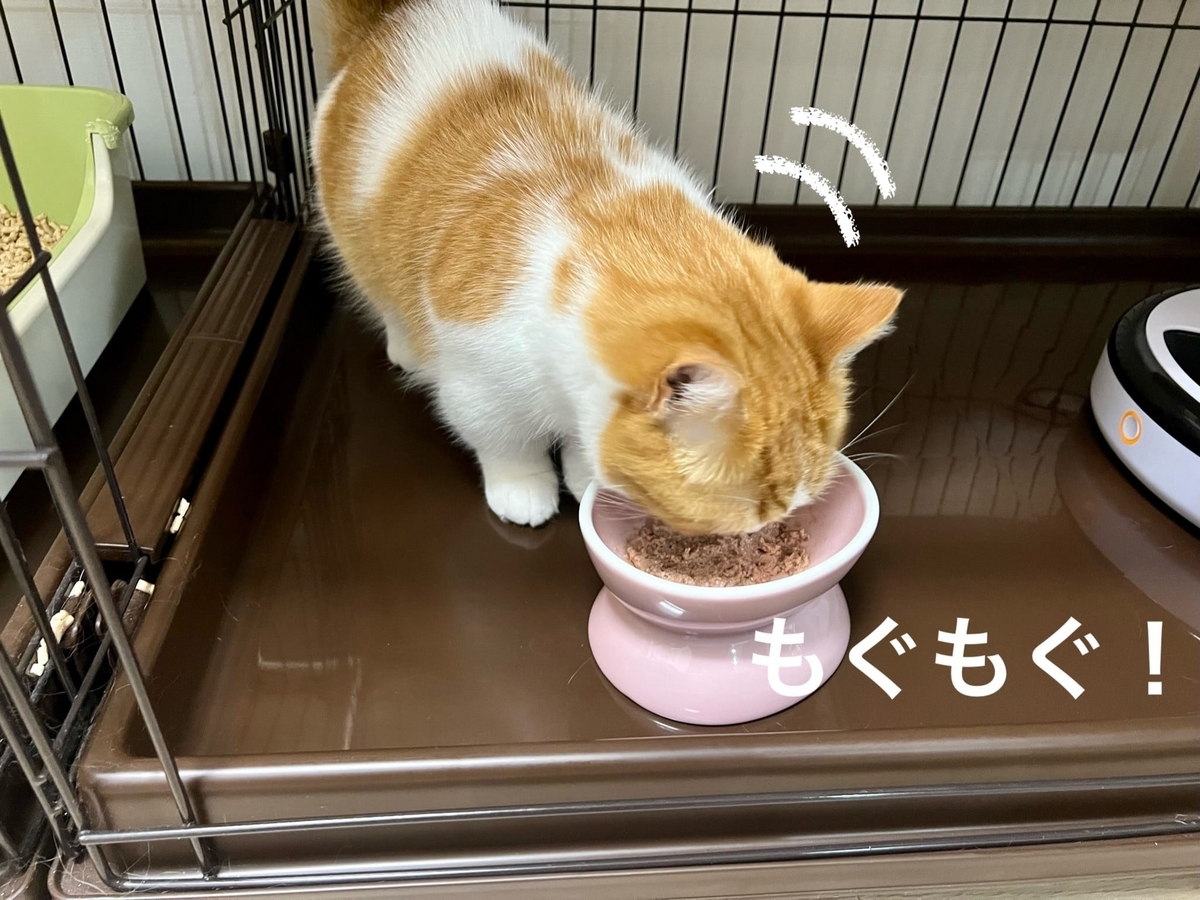 いつもどおり元気にご飯を食べるるるちゃん