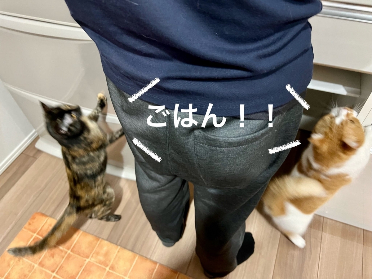 ご飯をおねだりするふたり