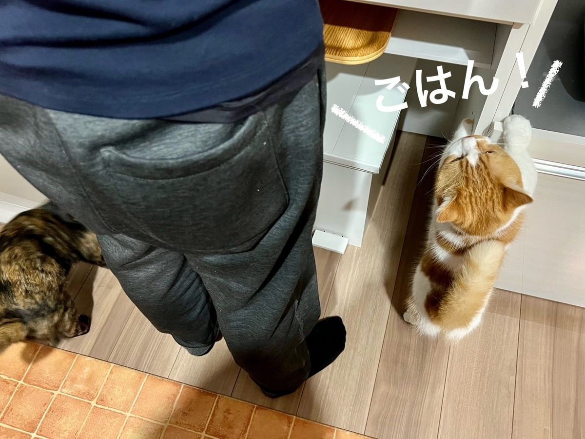 ご飯をおねだりするるるちゃん