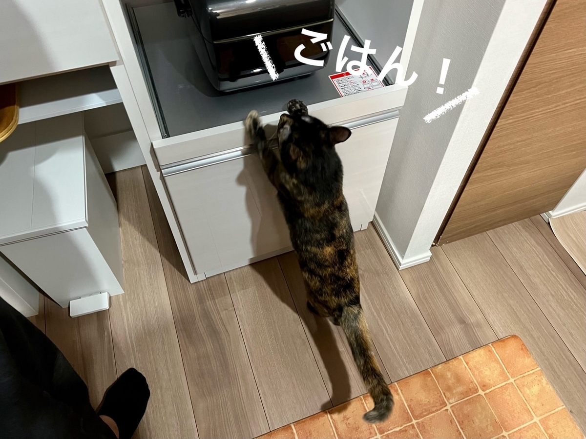 ご飯をおねだりする新入りちゃん