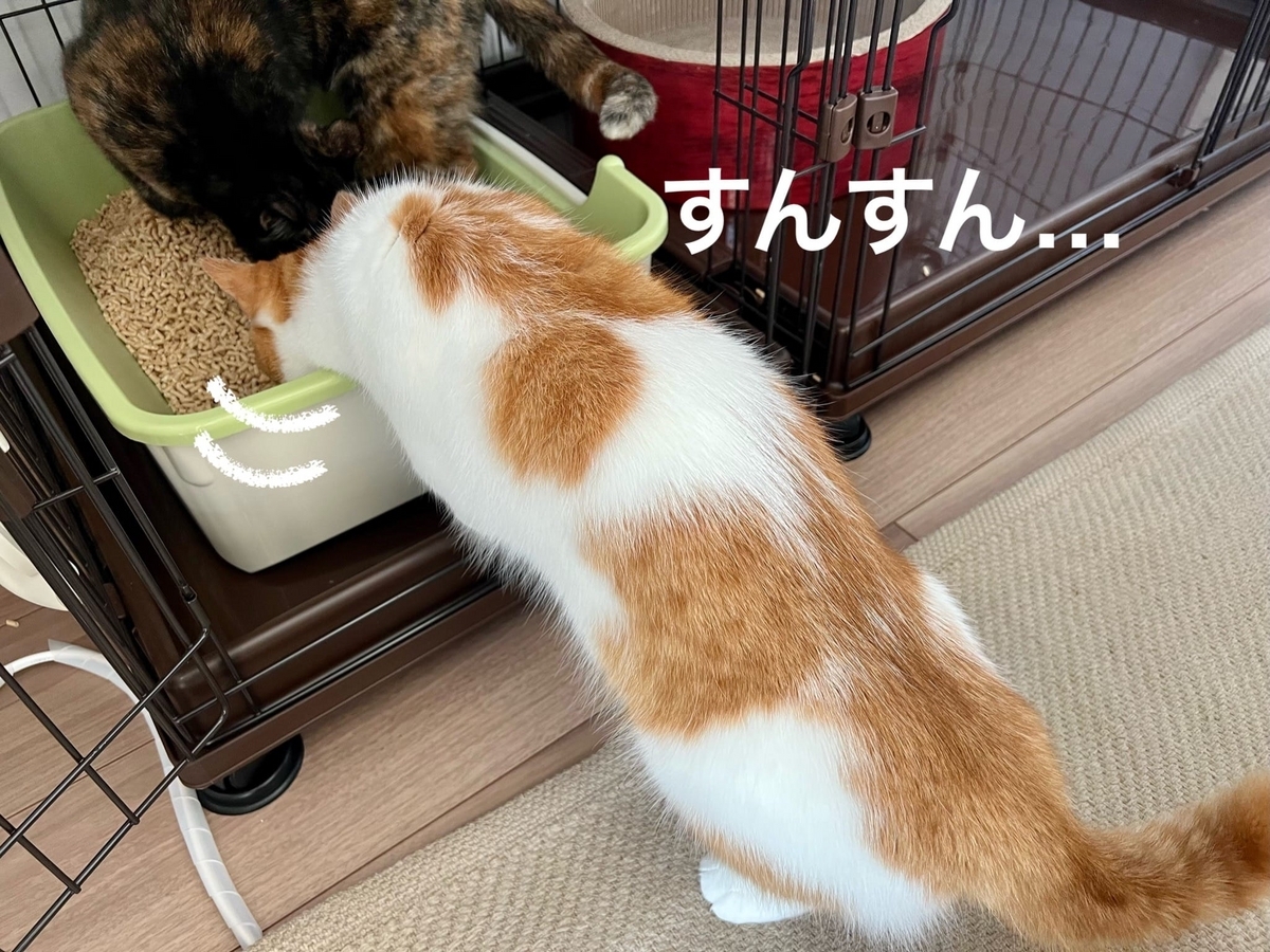 新入りちゃんのトイレの匂いを嗅ぐるるちゃん