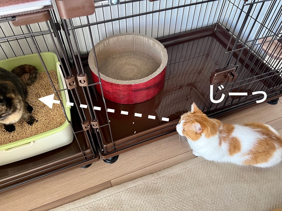 新入りちゃんのトイレをじっと見つめるるるちゃん