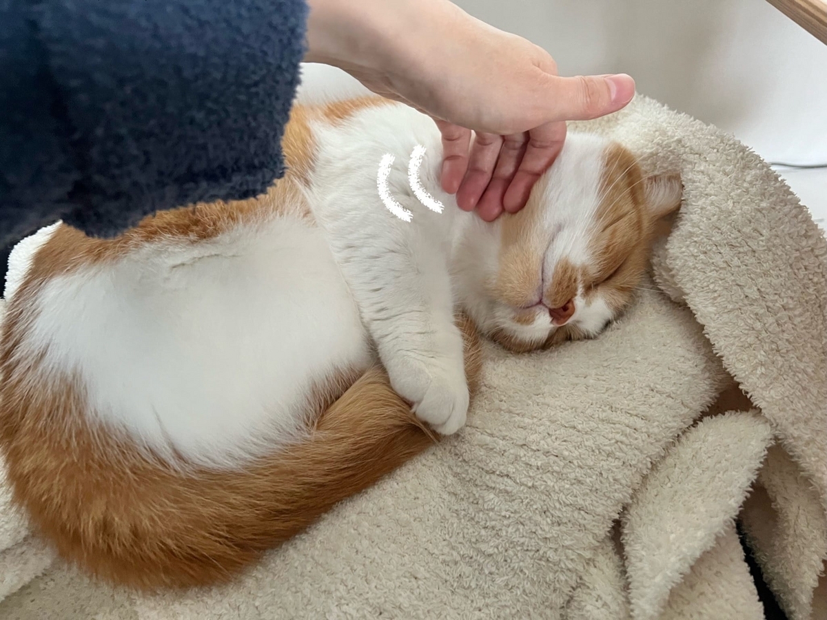 気持ちよさそうな寝顔のるるちゃん