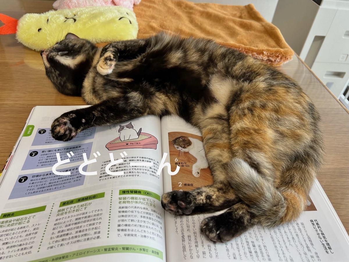 ねこ検定のテキストの上のもなちゃん