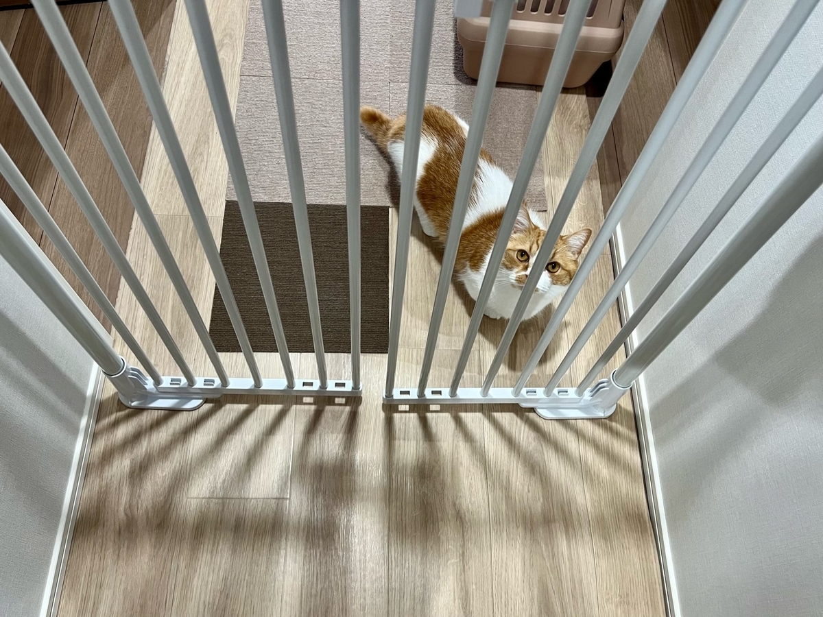 のぼれんニャン