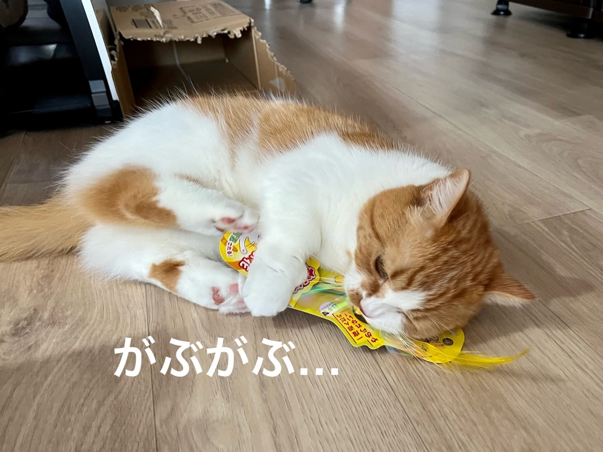 新しいおもちゃで遊ぶるるちゃん2