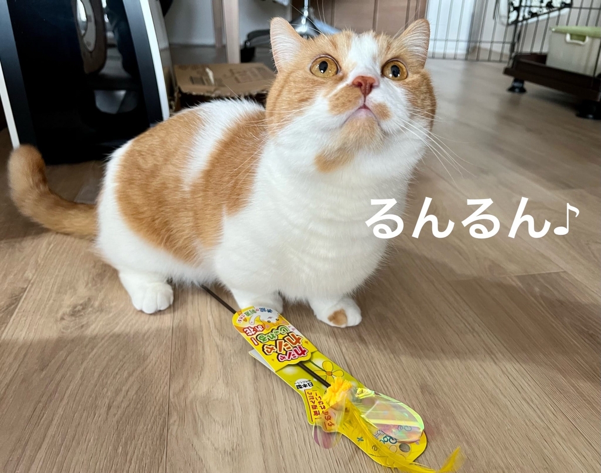 新しいおもちゃで遊ぶるるちゃん1