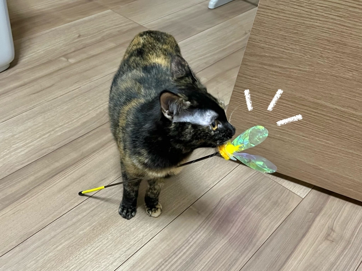 おもちゃをゲットしたもなちゃん