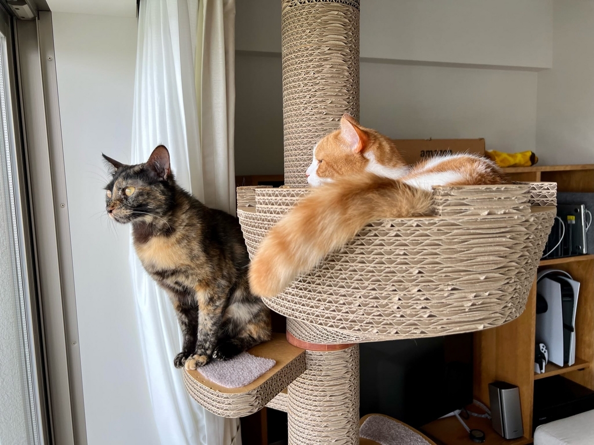 愛猫るるもなの住環境の整備に勤しむ週末。 - るるもな。