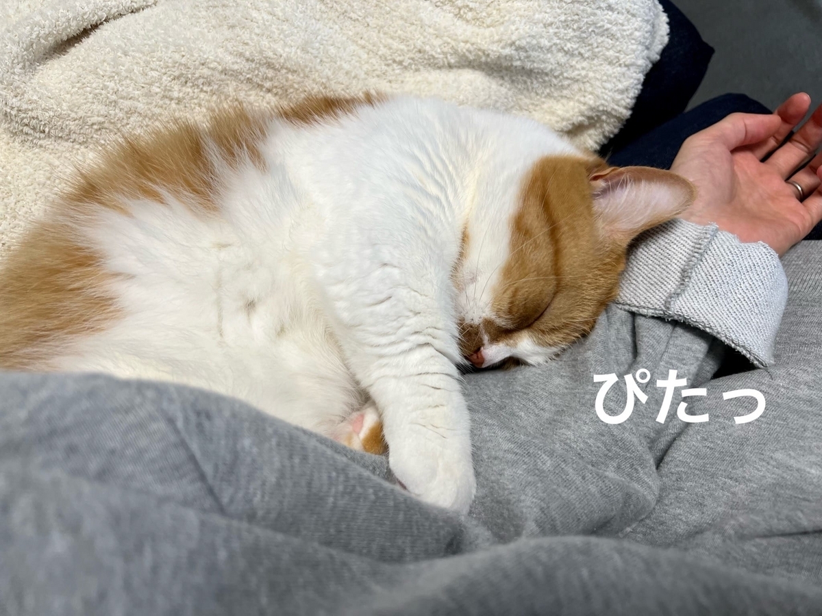 飼い主にぴったりくっつくるるちゃん