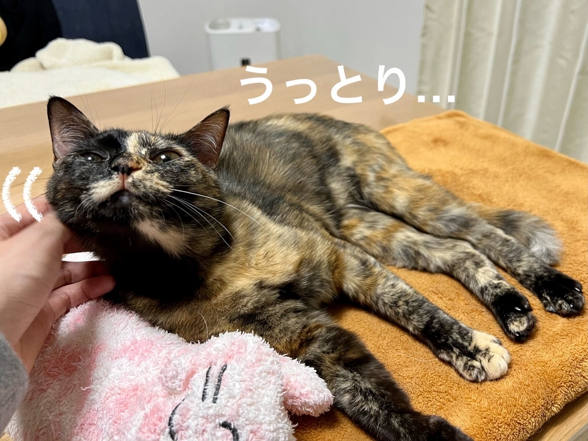 短足マンチカンとモデル体型のサビ猫。 - るるもな。