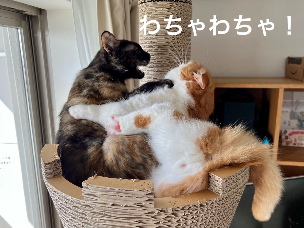 キャットタワーの取り合いをするるるもな