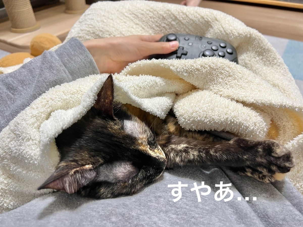 飼い主のお腹の上ですやすや