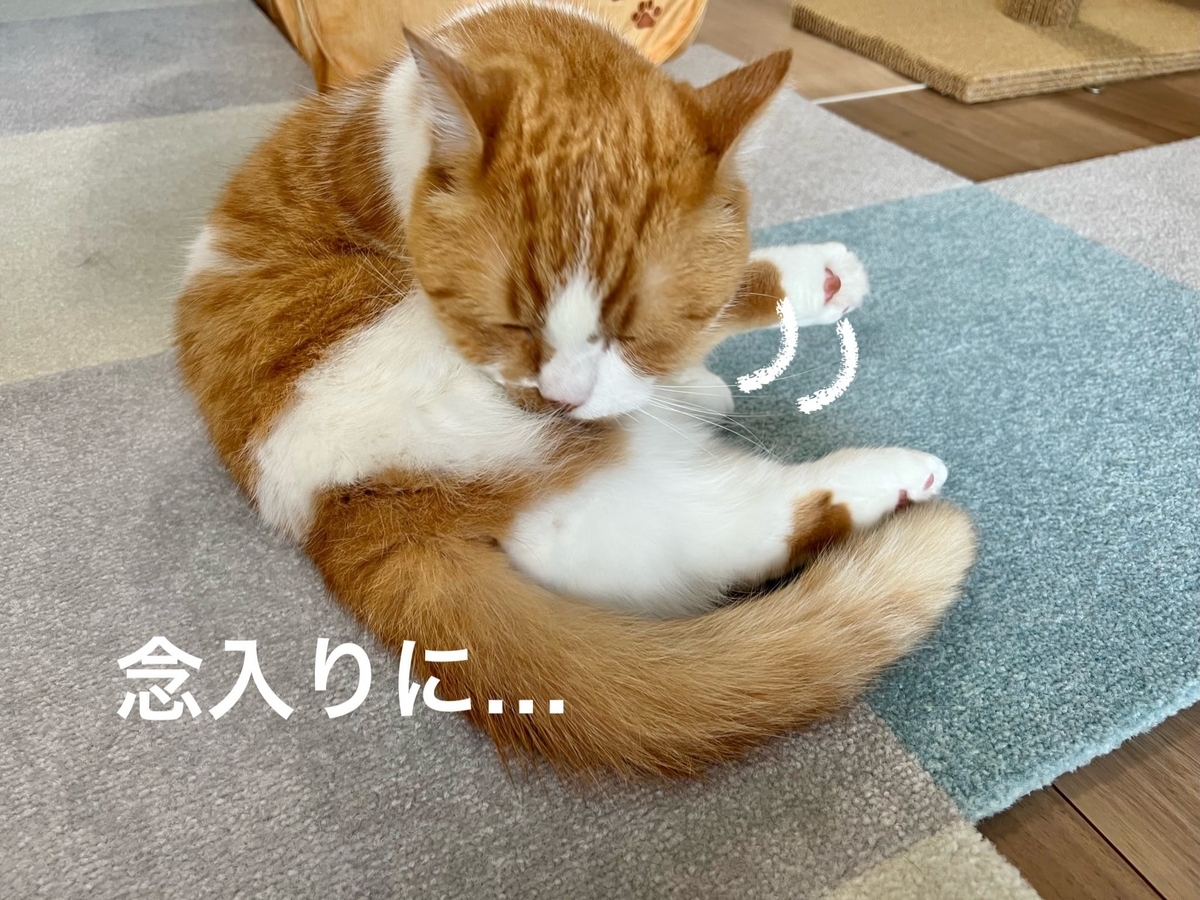 毛づくろい中のるるちゃん3