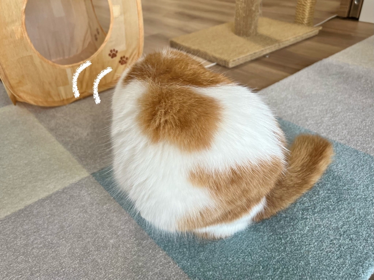 毛づくろい中のるるちゃん1