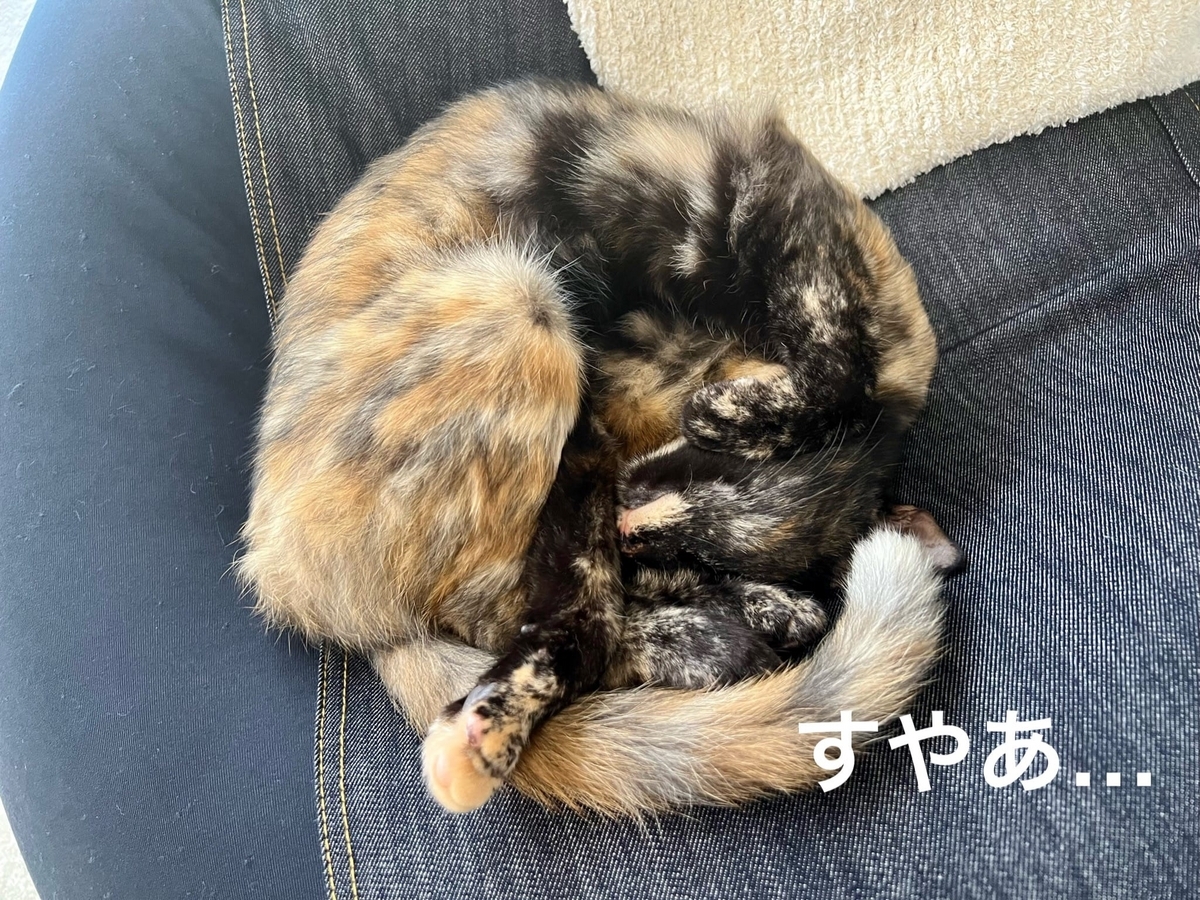 まんまるもなちゃん