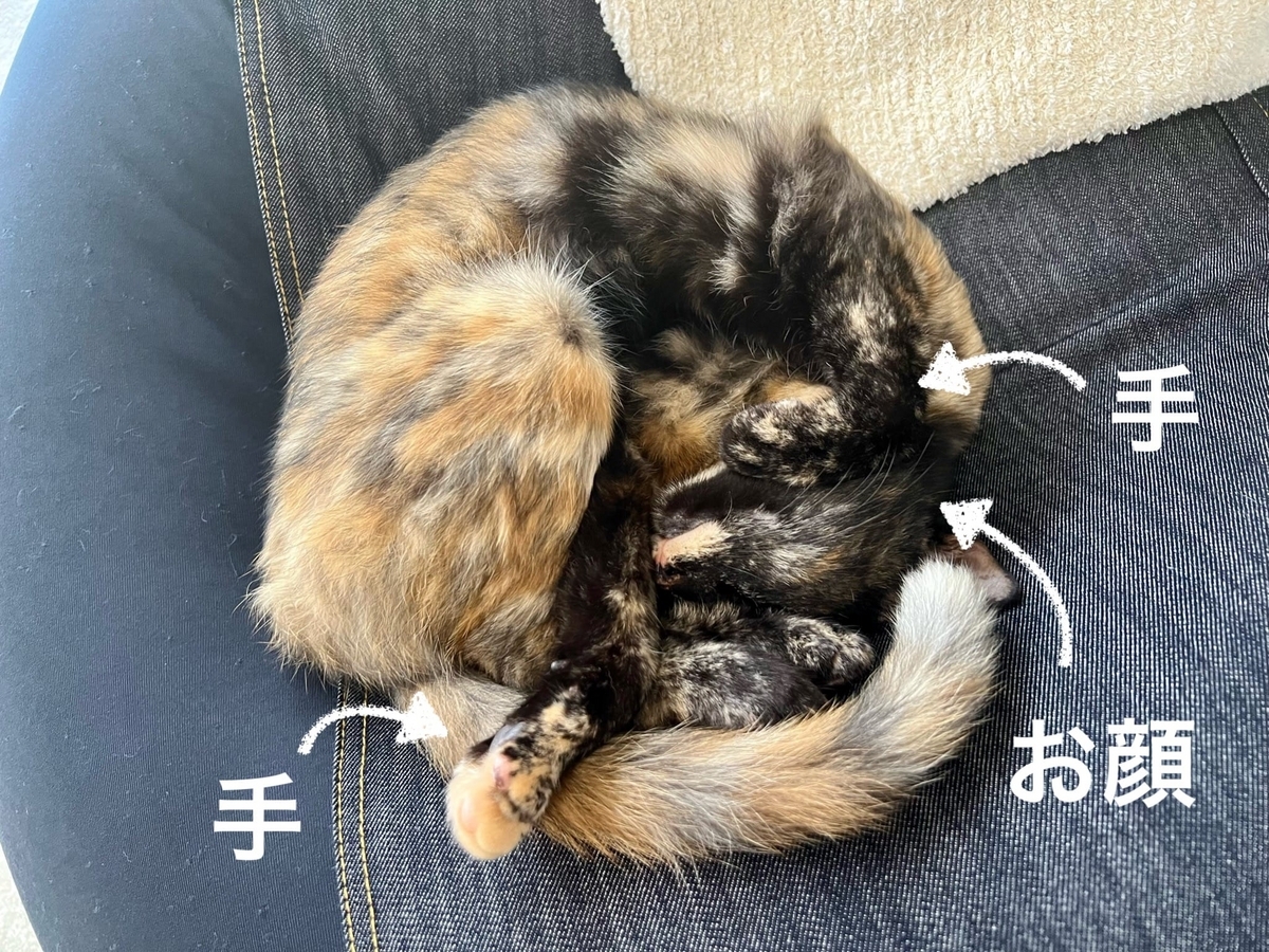 まるまるもなちゃんの解説