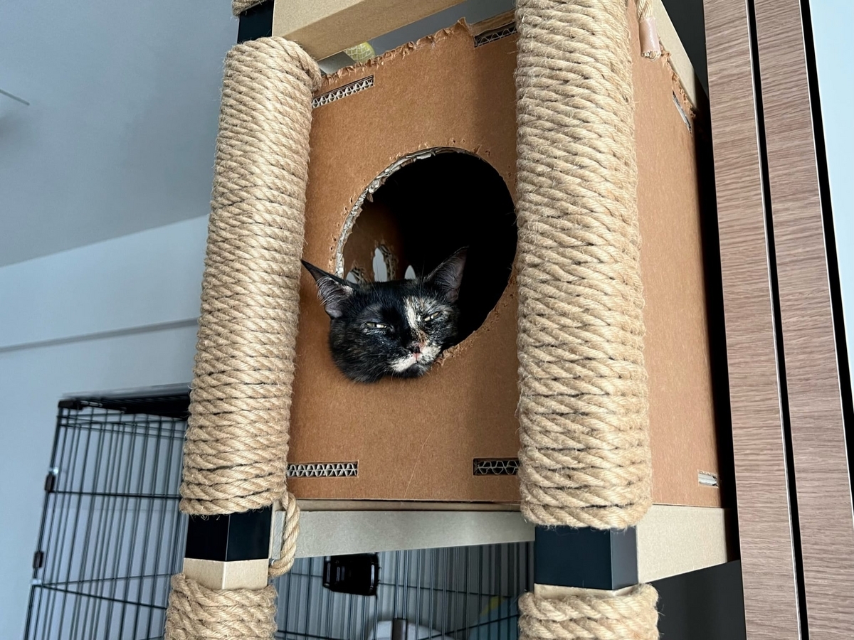 初代キャットタワーともなちゃん