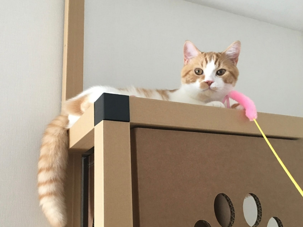 初代キャットタワーとるるちゃん2