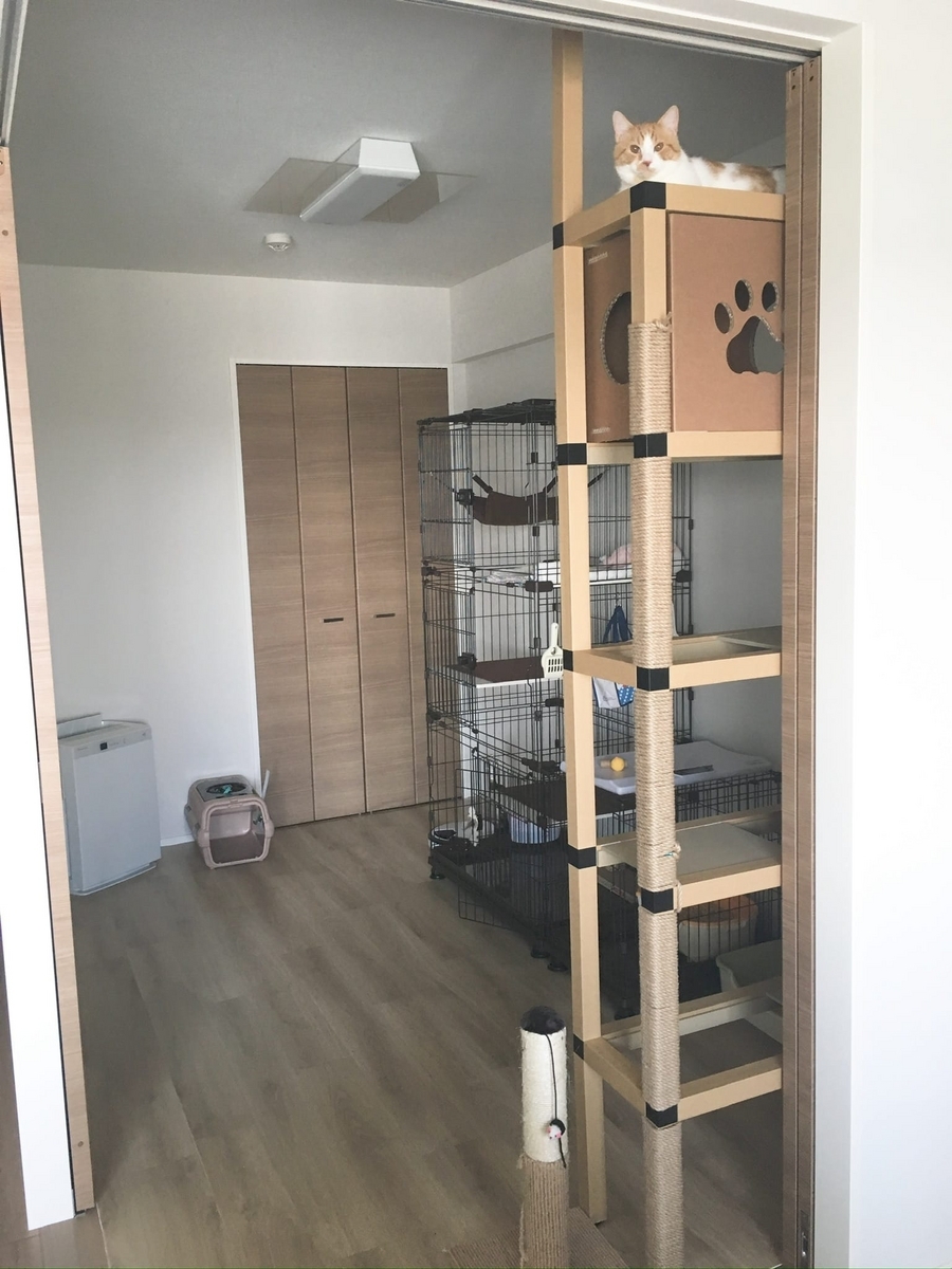 初代キャットタワーとるるちゃん1