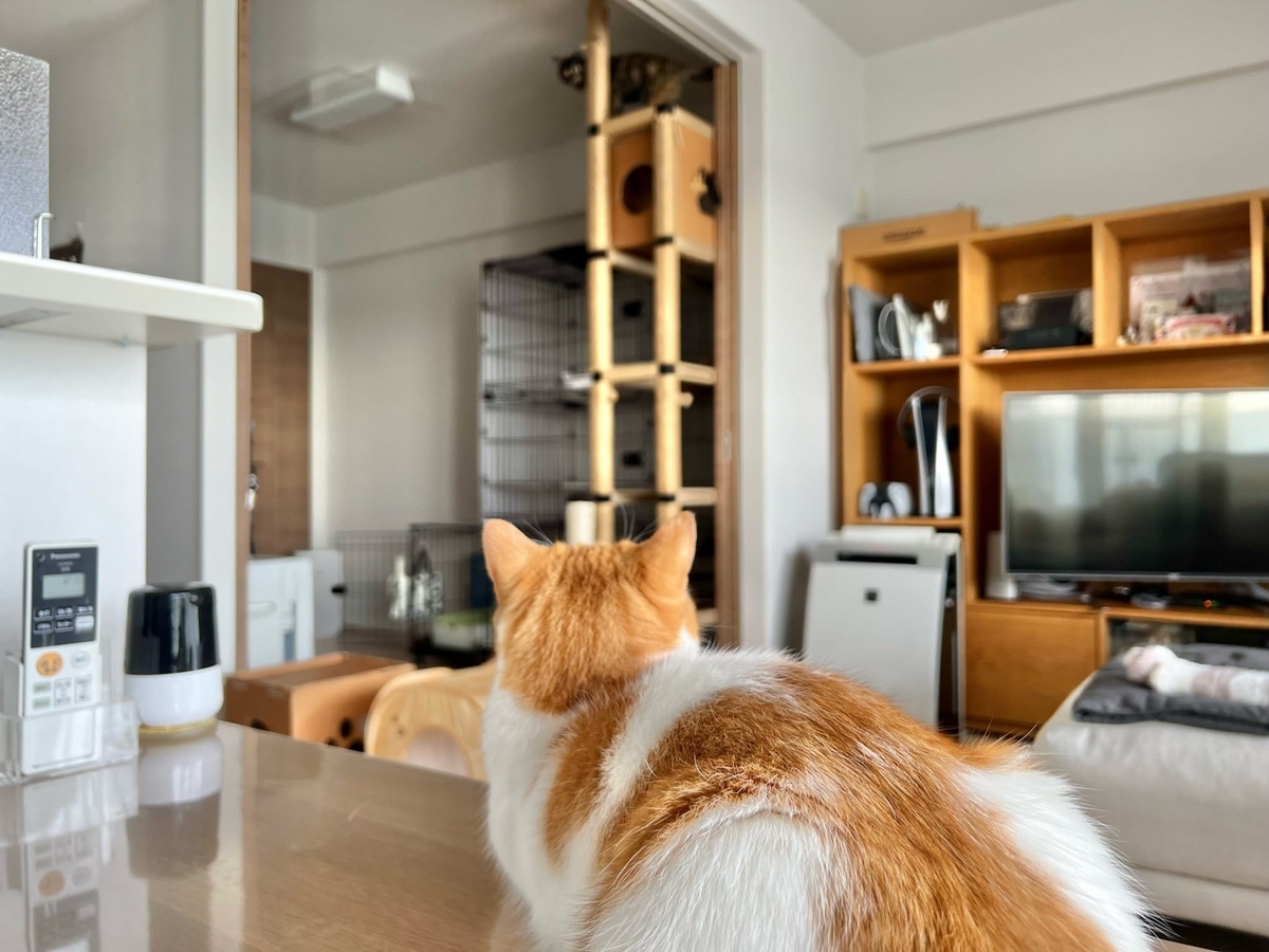 初代キャットタワーとるるもな