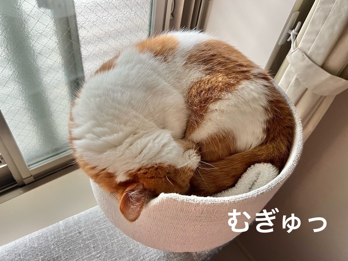 キャットタワーでぎゅうぎゅうのるるちゃん