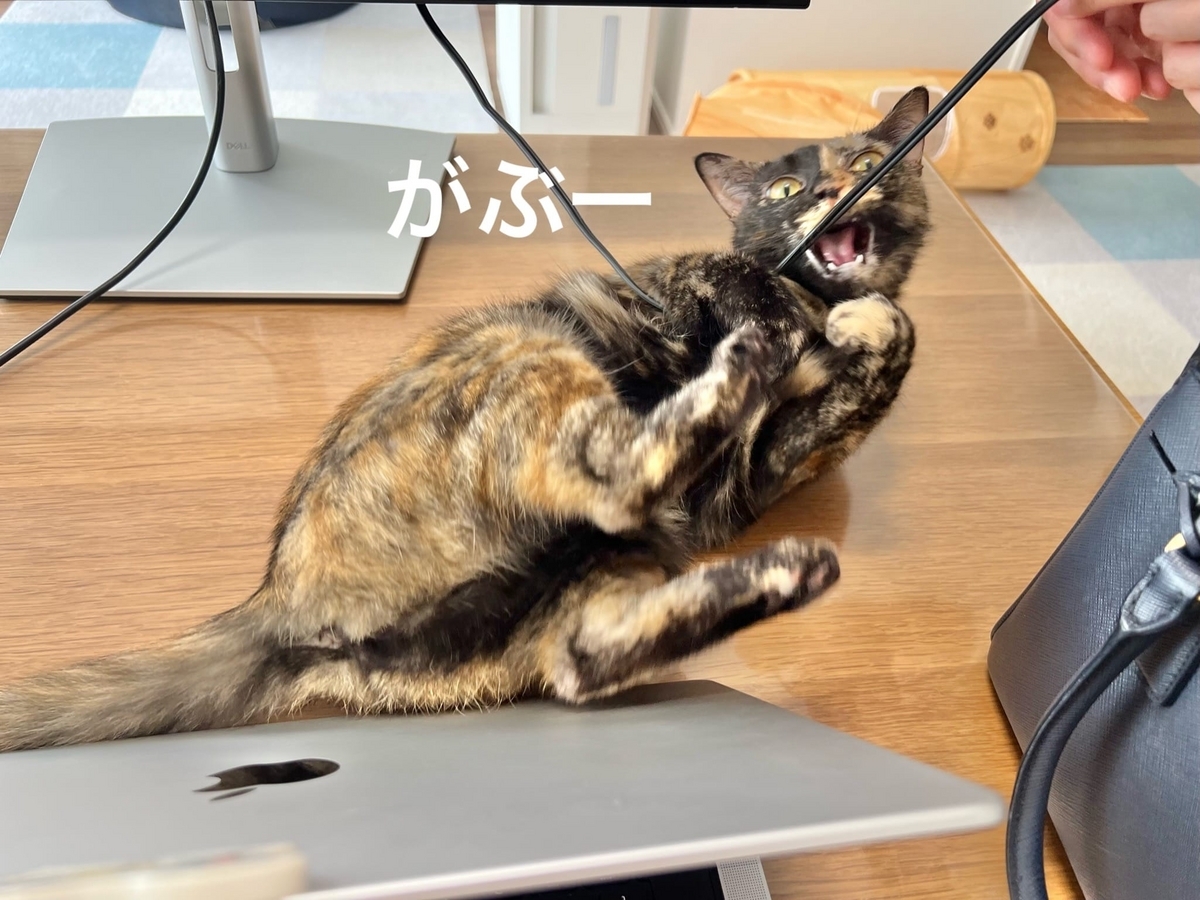 お仕事のお邪魔猫もなちゃん3