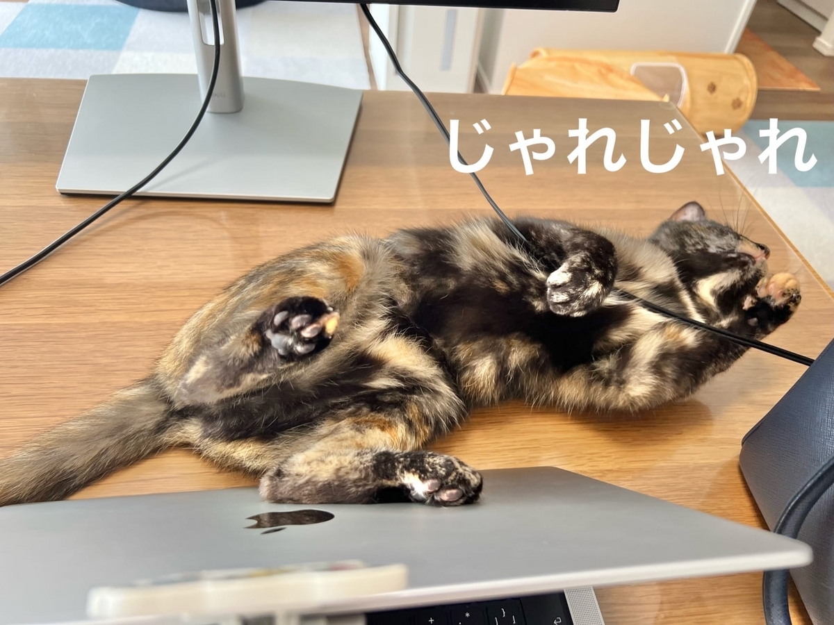 お仕事のお邪魔猫もなちゃん2