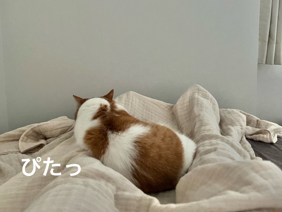 飼い主の足にぴったりくっつくるるちゃん1