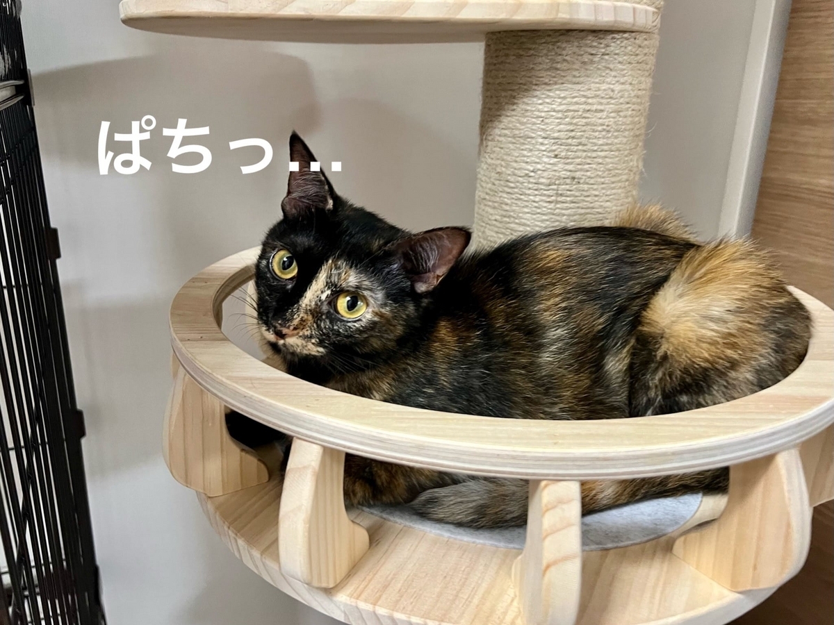 キャットタワーの上のもなちゃん