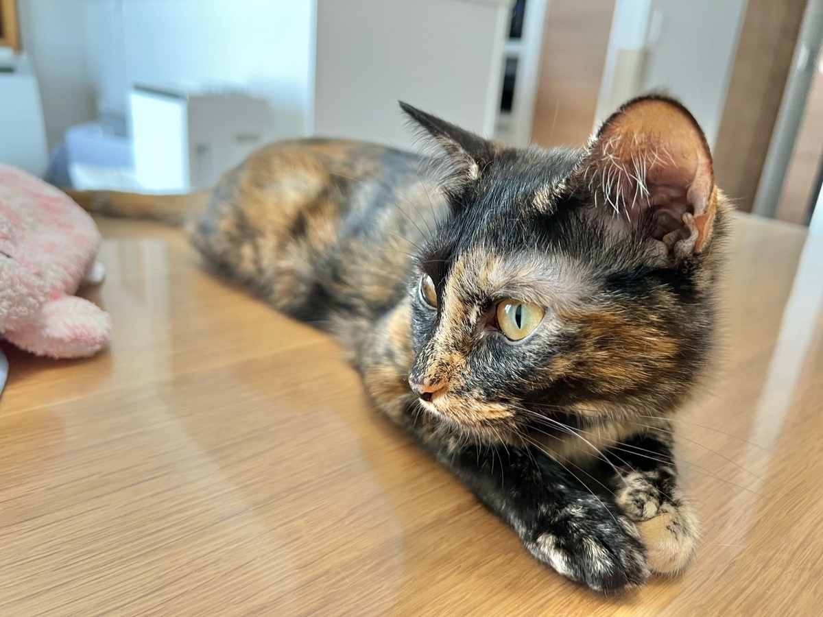 お手手そろえたもなちゃん