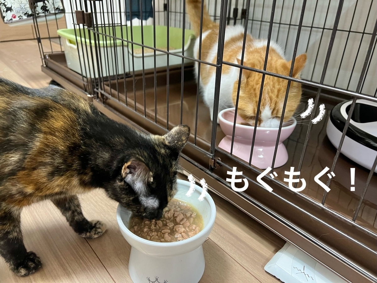 もぐもぐタイムのるるもな