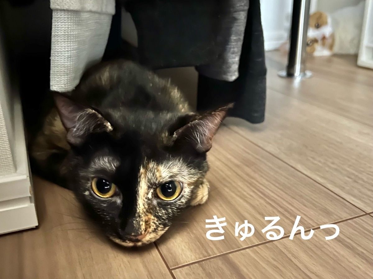 きゅるるんお目々のもなちゃん