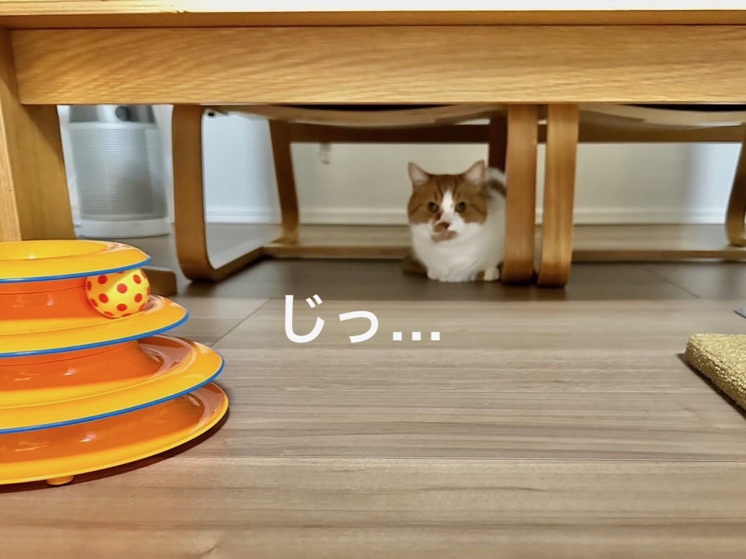テーブルの下に隠れるるるちゃん