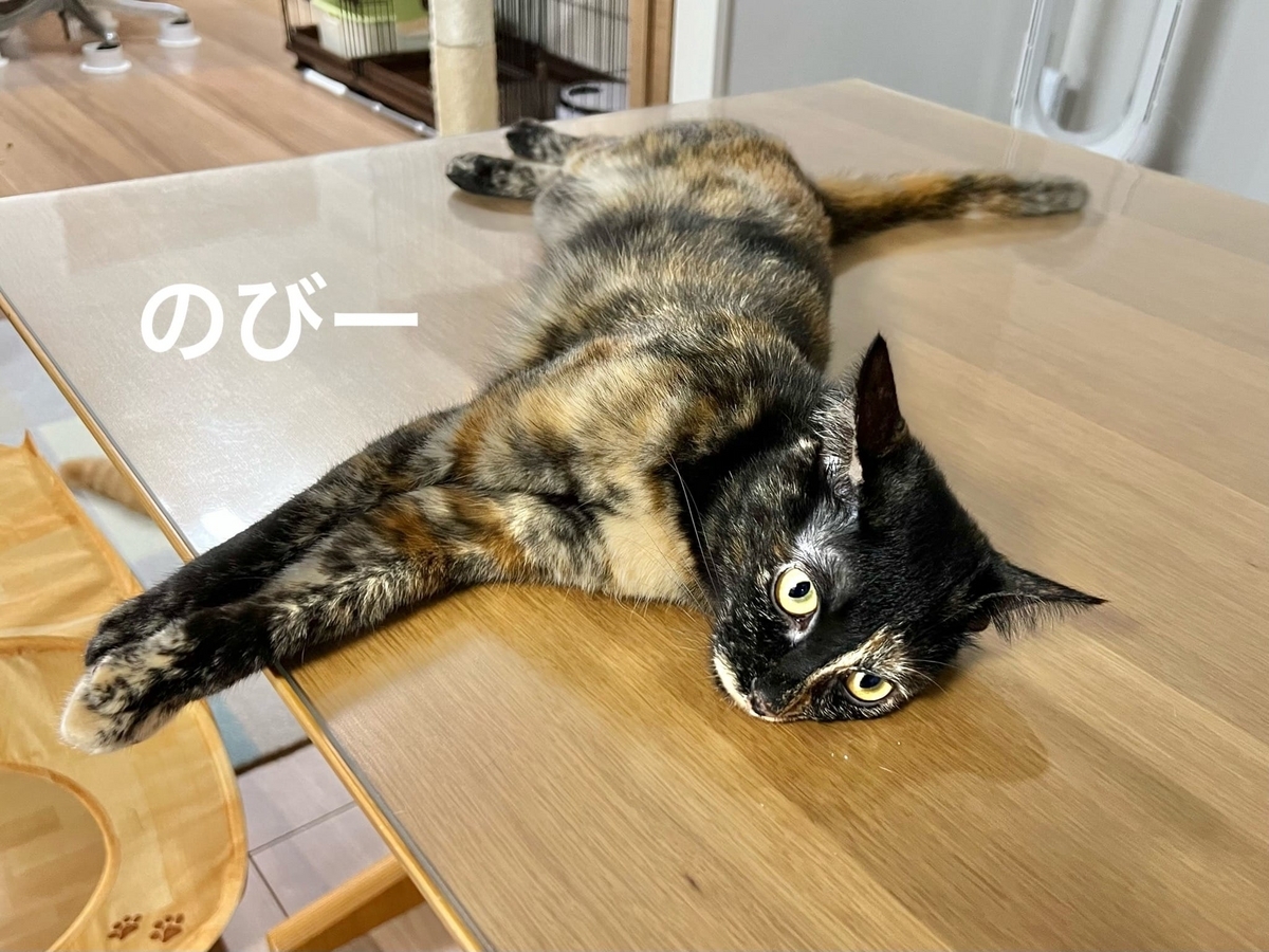テーブルの上でのびるもなちゃん