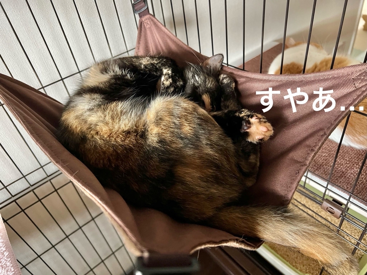 ハンモックで眠るもなちゃん