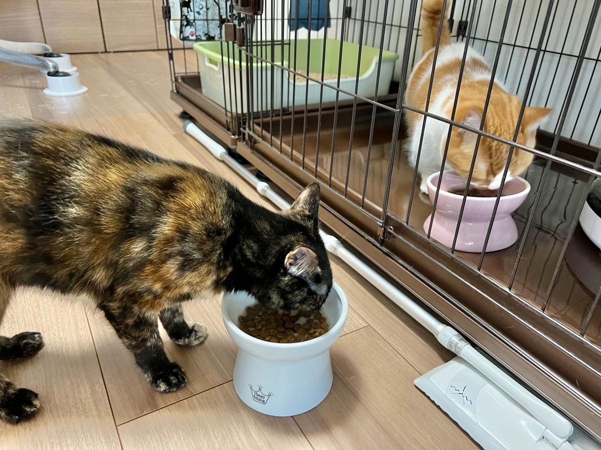 朝ごはんタイム