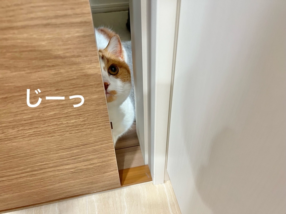 扉の隙間からのぞくるるちゃん1