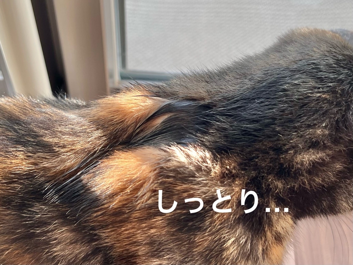 初めてのネクスガードのノミダニ薬で、失敗？ - るるもな。