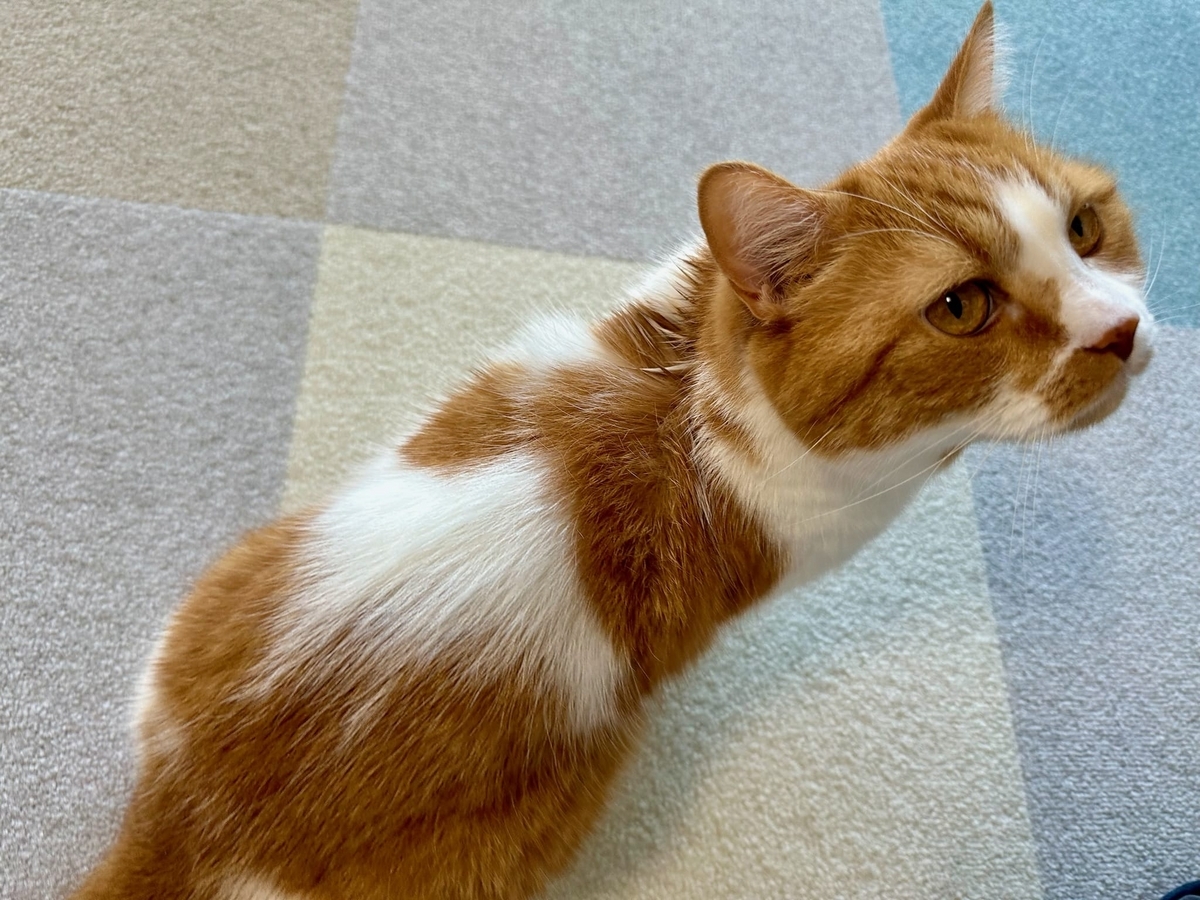 失敗される猫 失敗した剥製猫を何度も見て、うちの変なやつを愛おしく思ってる