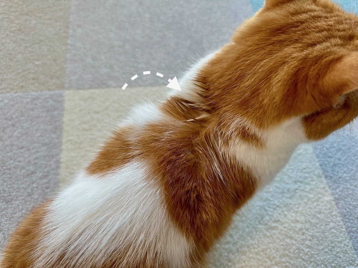 先月失敗したノミダニ薬のリベンジ！ - るるもな。