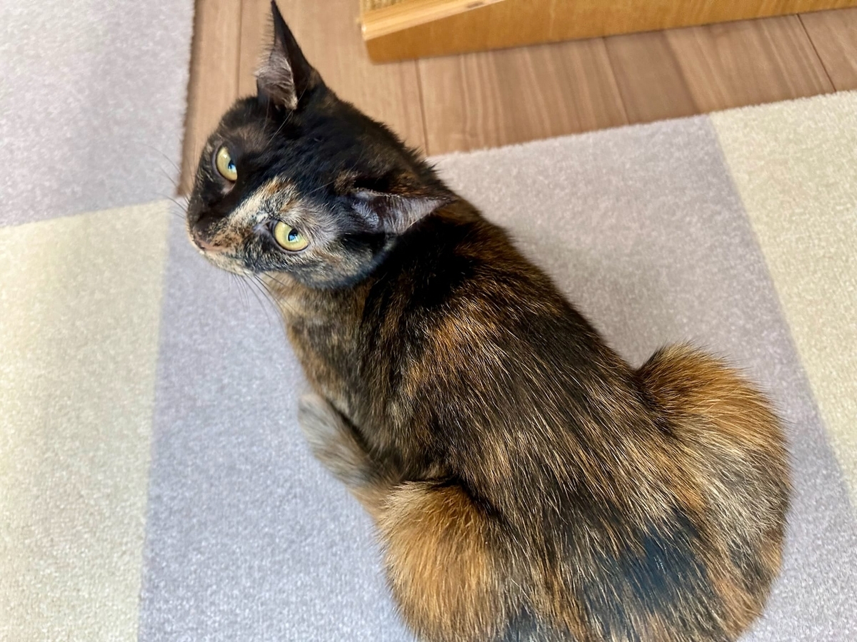 失敗される猫 先月失敗したノミダニ薬のリベンジ！ - るるもな。