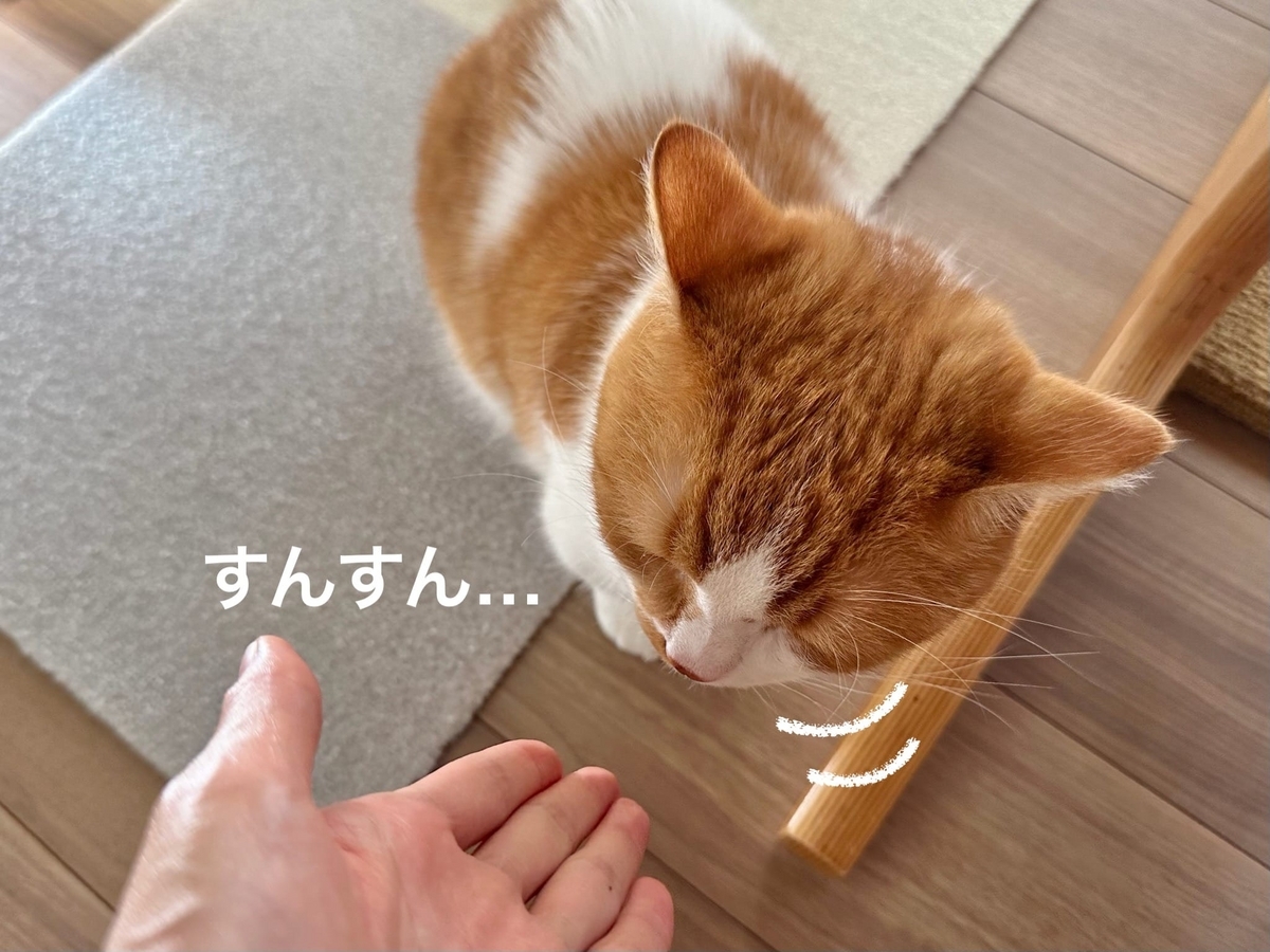 飼い主の手の匂いを嗅ぐるるちゃん