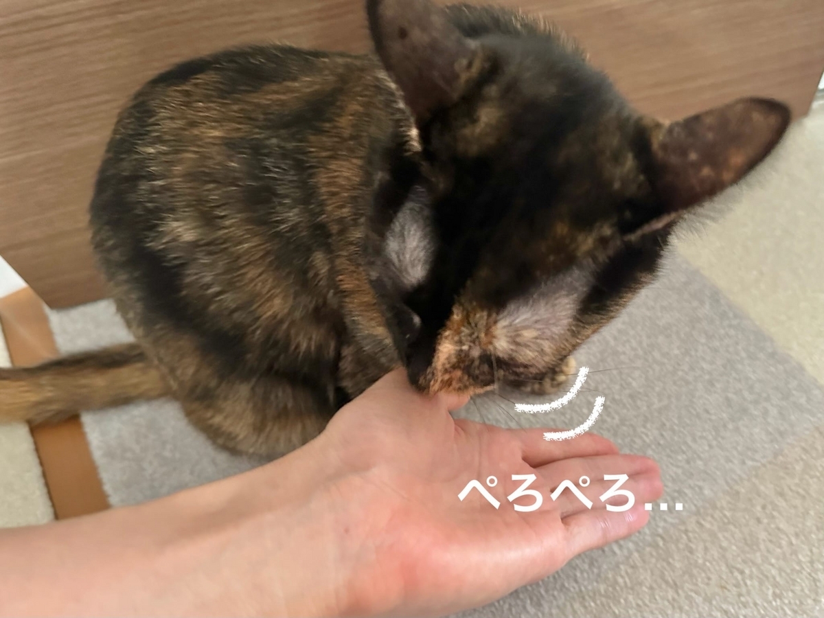 飼い主の手をぺろぺろするもなちゃん